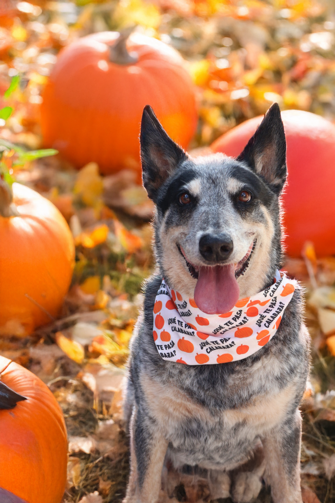 Holiday Bandanas & Scarves