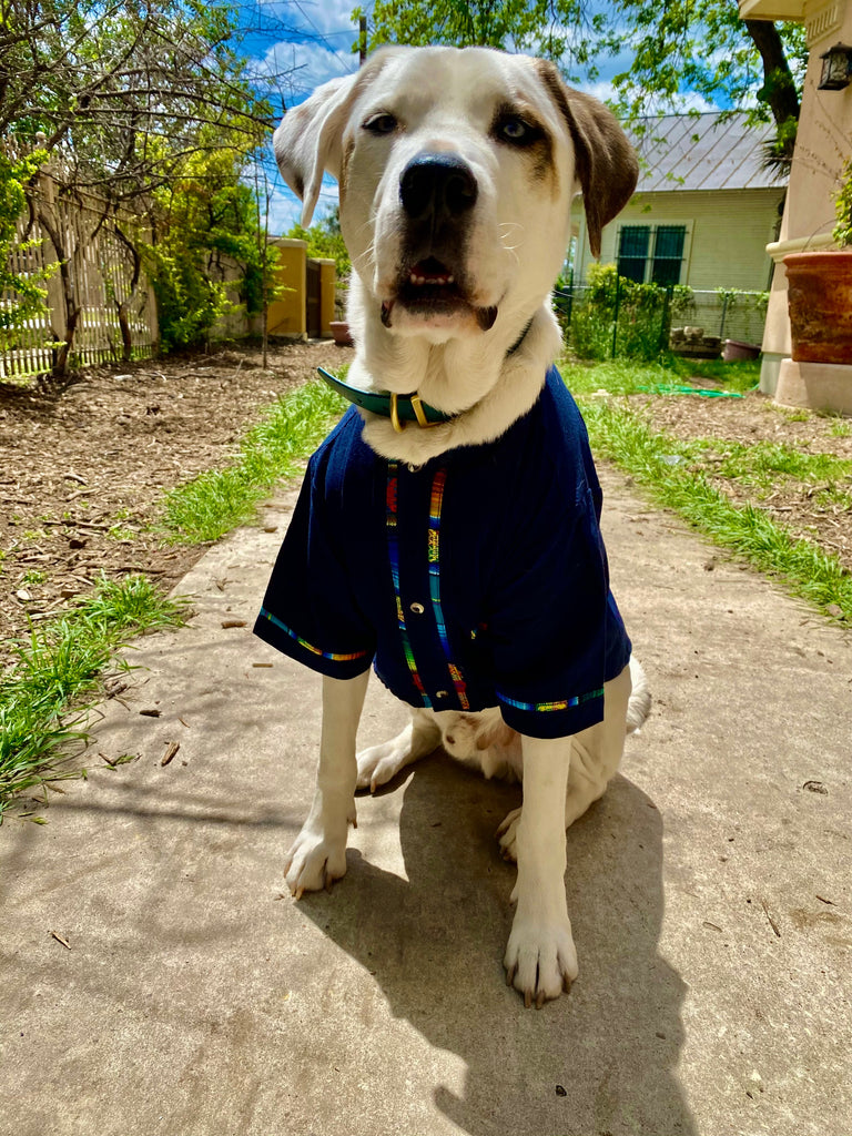 Holiday Outifits For Pups